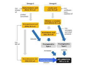 Fettstoffwechsel SAN OMEGA EN cor