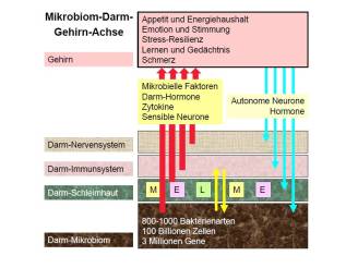 Darm-Hirn-Achse