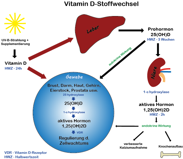 Vitamin D-Stoffwechsel, Quelle DSGIP