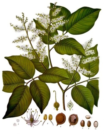 Copaifera_officinalis_-_Köhler–s_Medizinal-Pflanzen-047