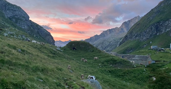 Foto zeigt grasende Kühe in grüner, weiter Berglandschaft vor Morgenröte