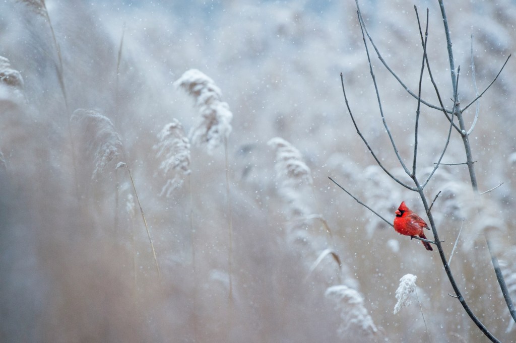 Ein Winterbild mit Scheegestöber auf einer Wiese mit einem roten Vogel auf einem Ast.